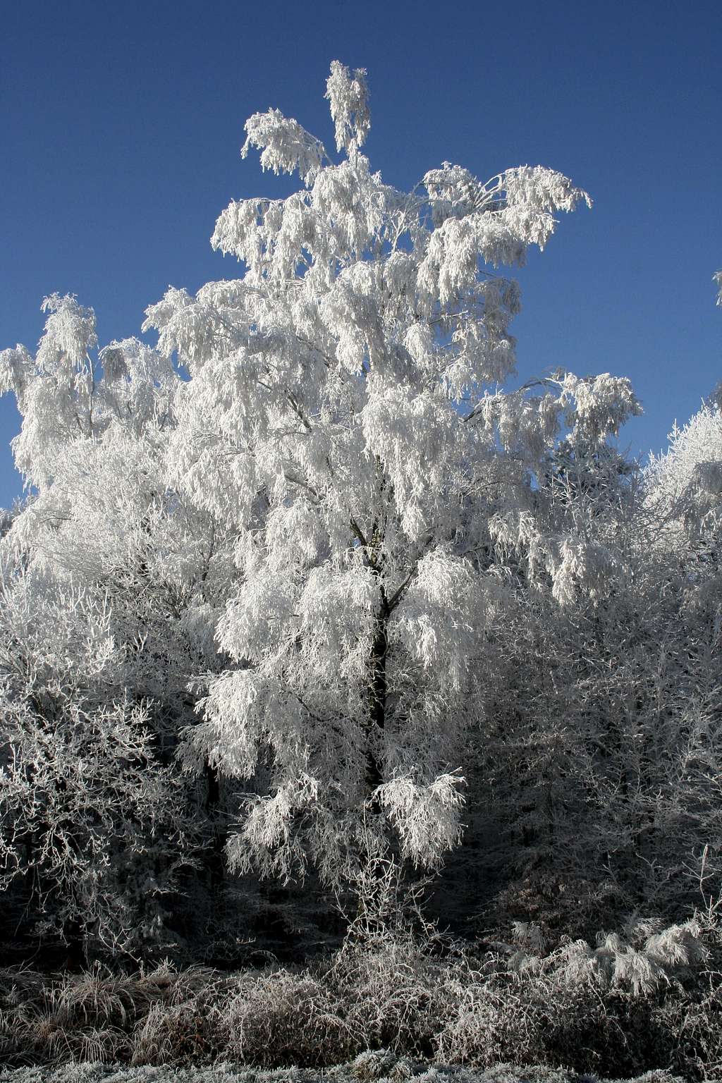 White Tree full of frost