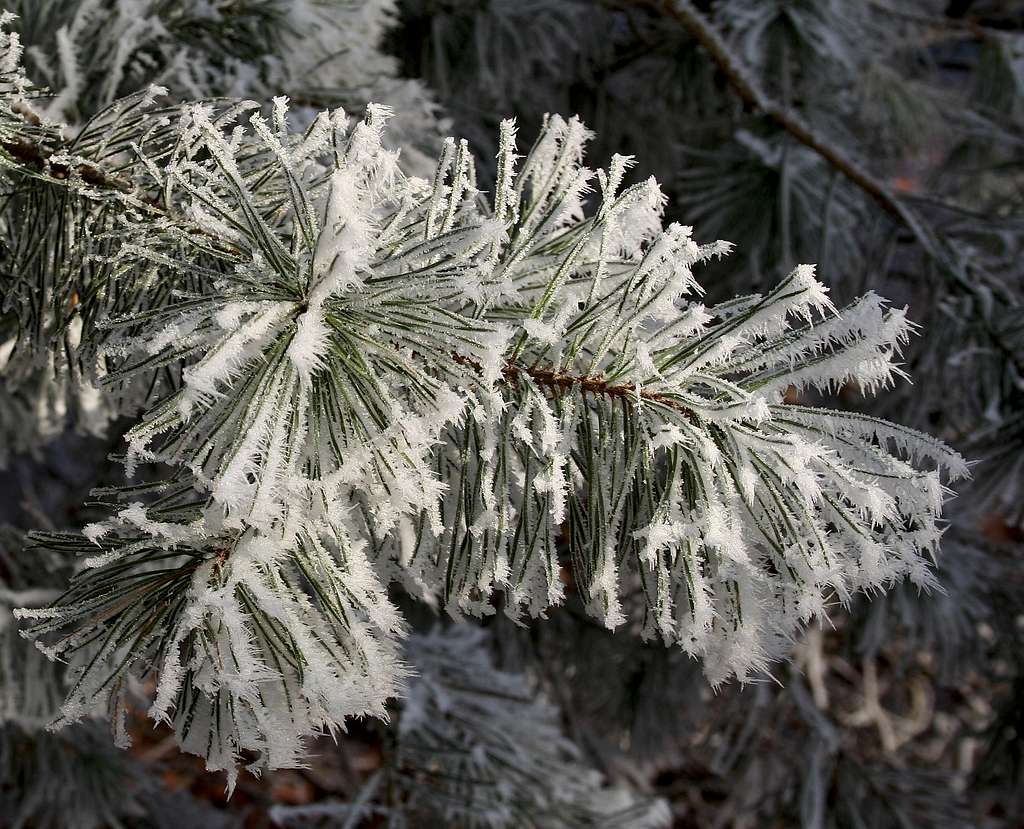 pine frost