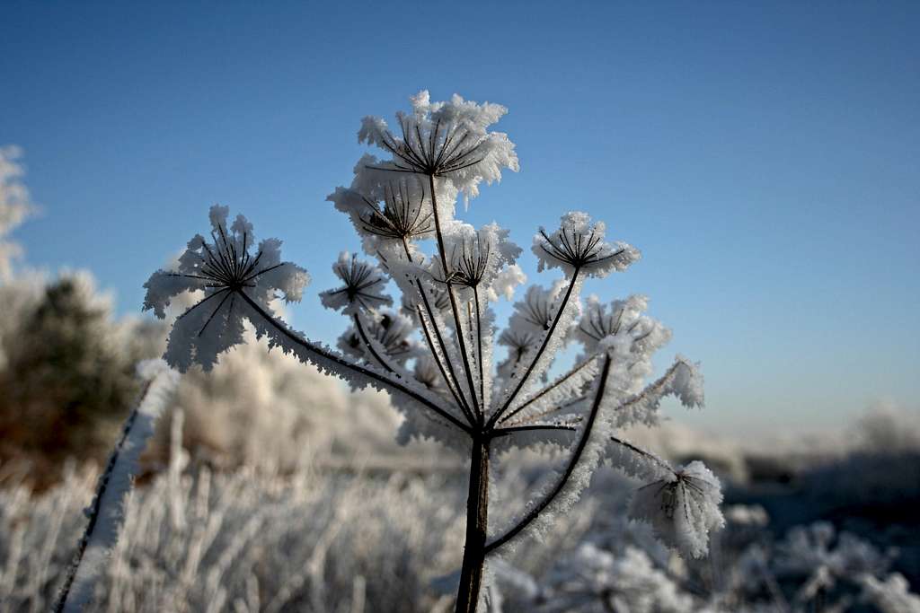 frosted rime