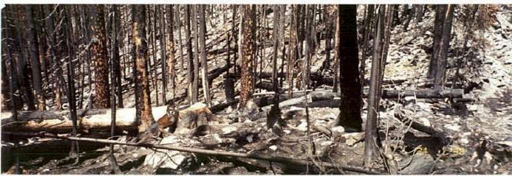Forest fires burned this...