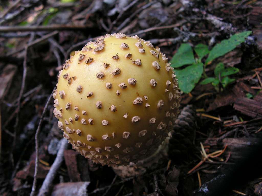 Amanita Muscaria on Cascade Pass