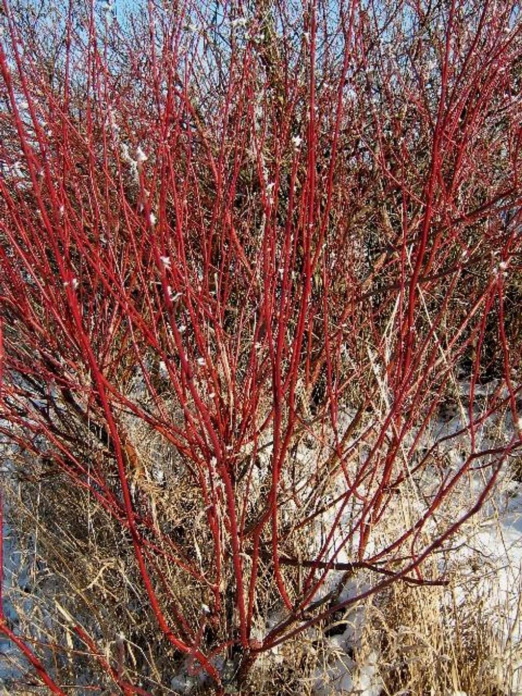 Branches of Bloodtwig Dogwood in winter.