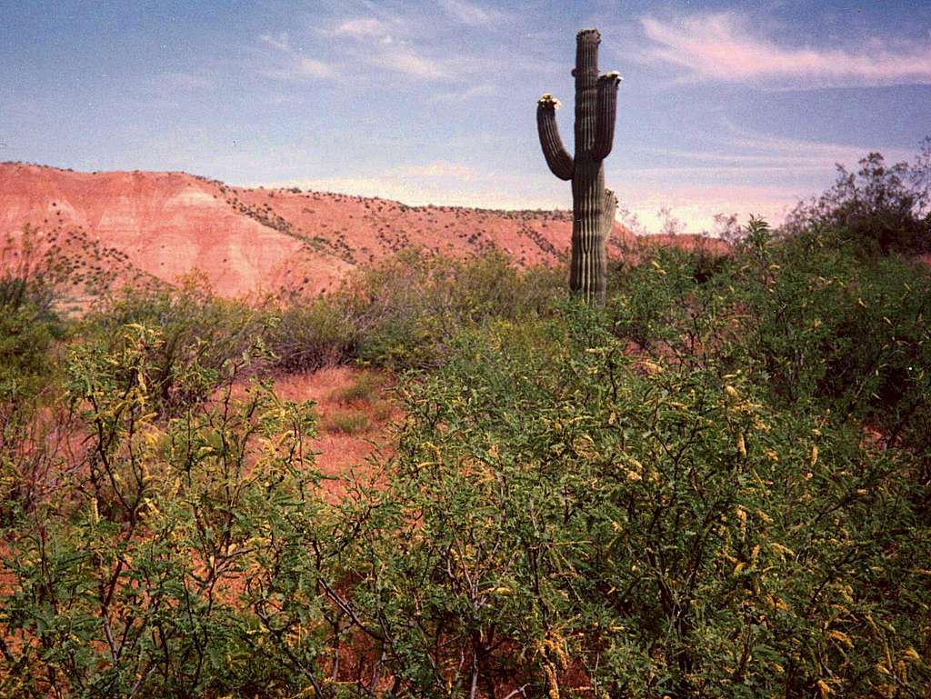 Lonesome cactus