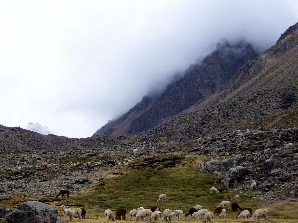 Llamas and Cerro Cerani