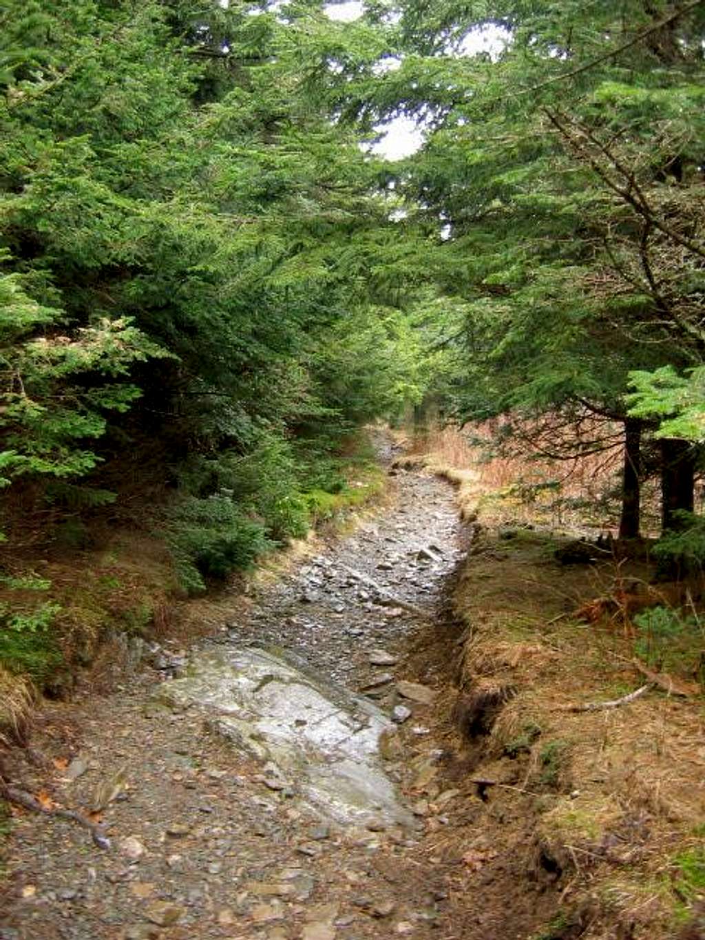 Balsam Ridge Trail