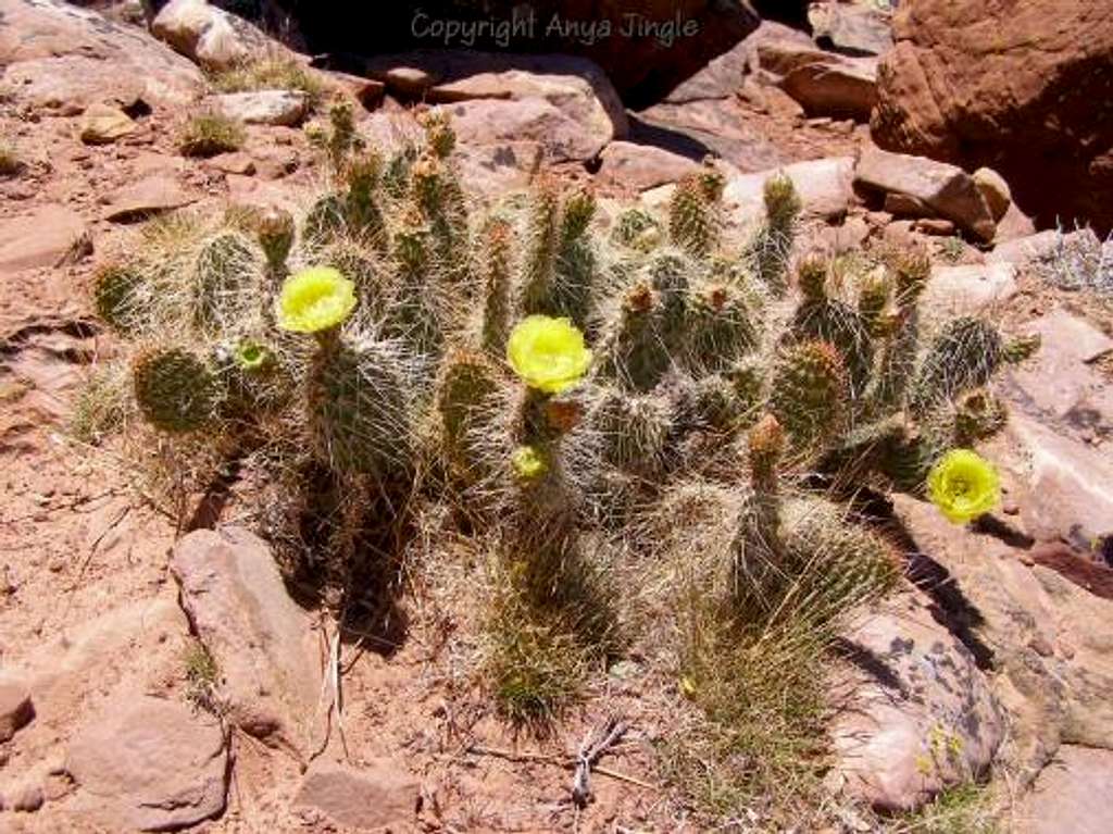 Grizzly Bear Cactus