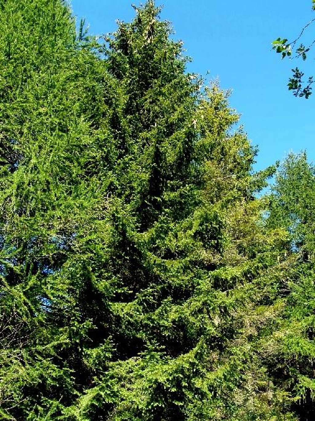 Spruce on Wetlinska Meadow