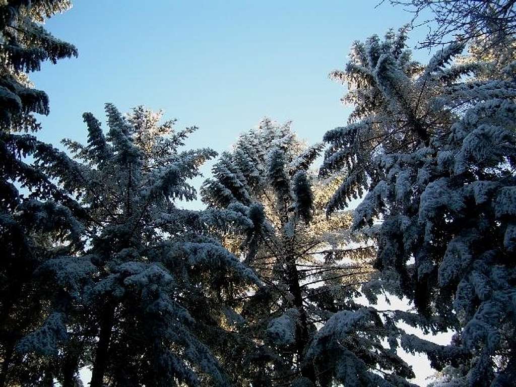 Silver Firs under snow