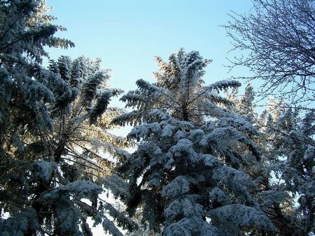 Silver Firs under snow