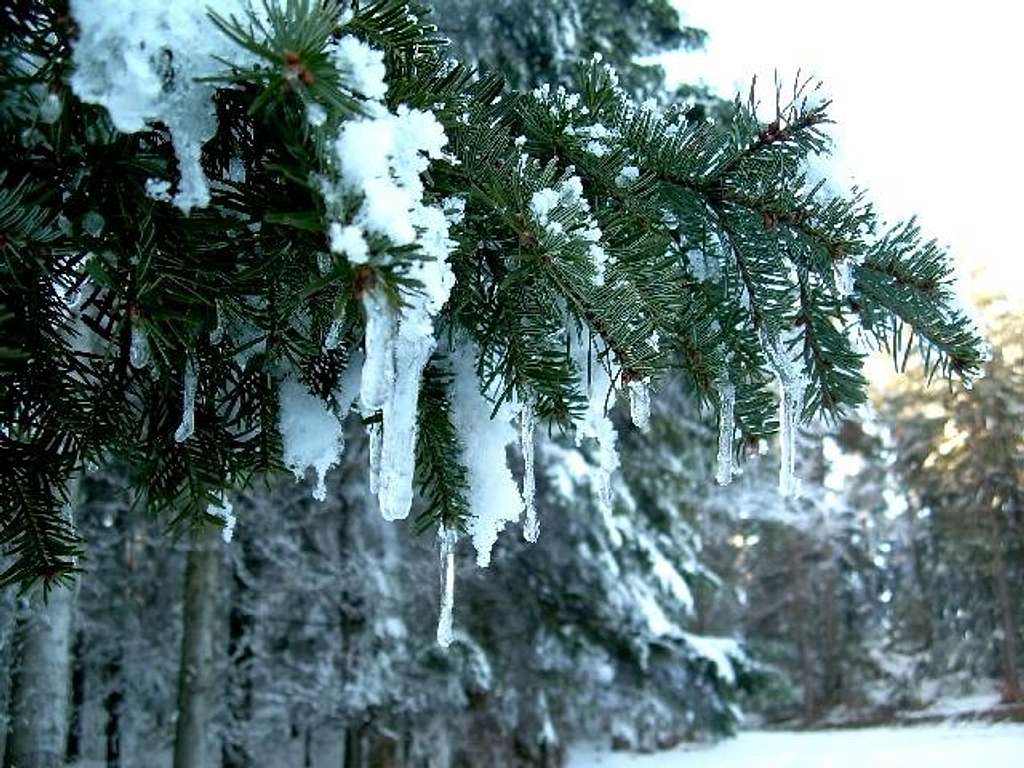 Silver Firs under snow