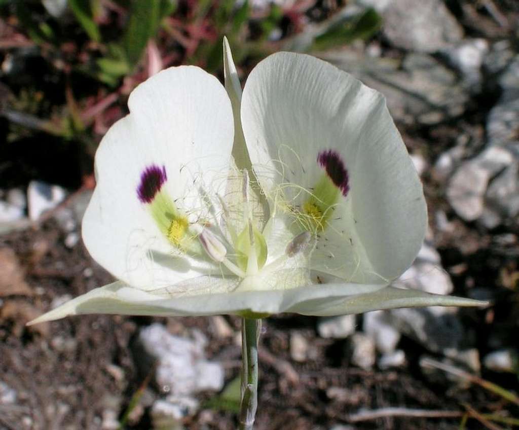 White Mariposa Lily