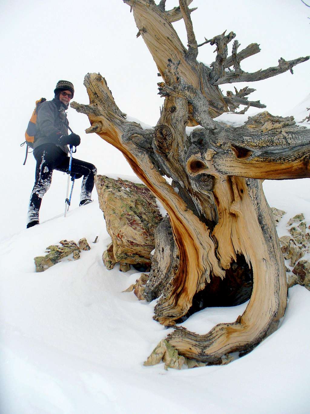 A gnarly dead limber pine on Upper West Ridge of Storm