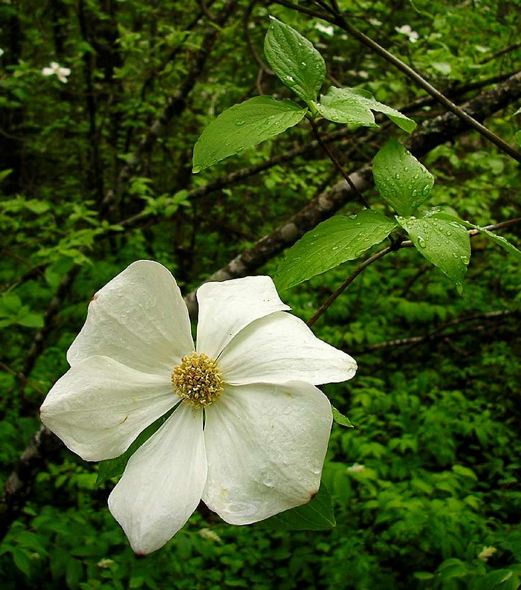 Pacific Dogwood: B.C.'s Flower