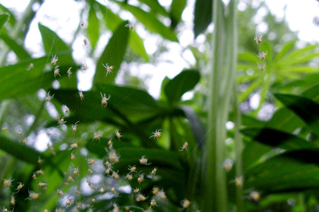 Baby Crab Spiders