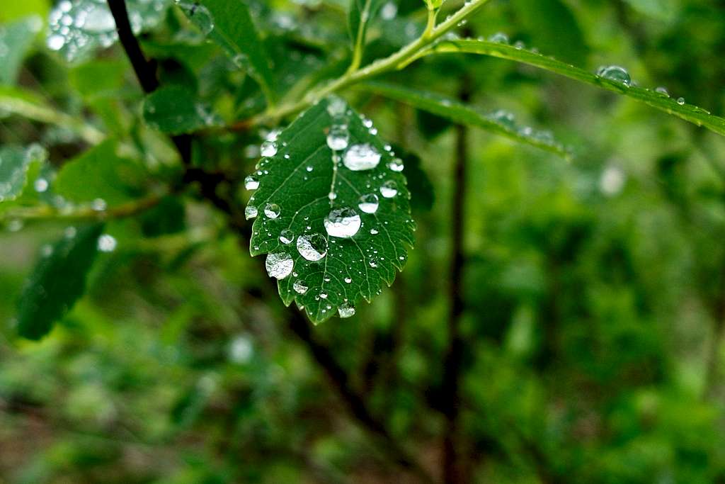 Water beads on a leaf