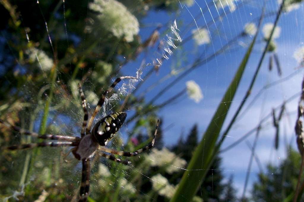 Spider- Banded Argiope
