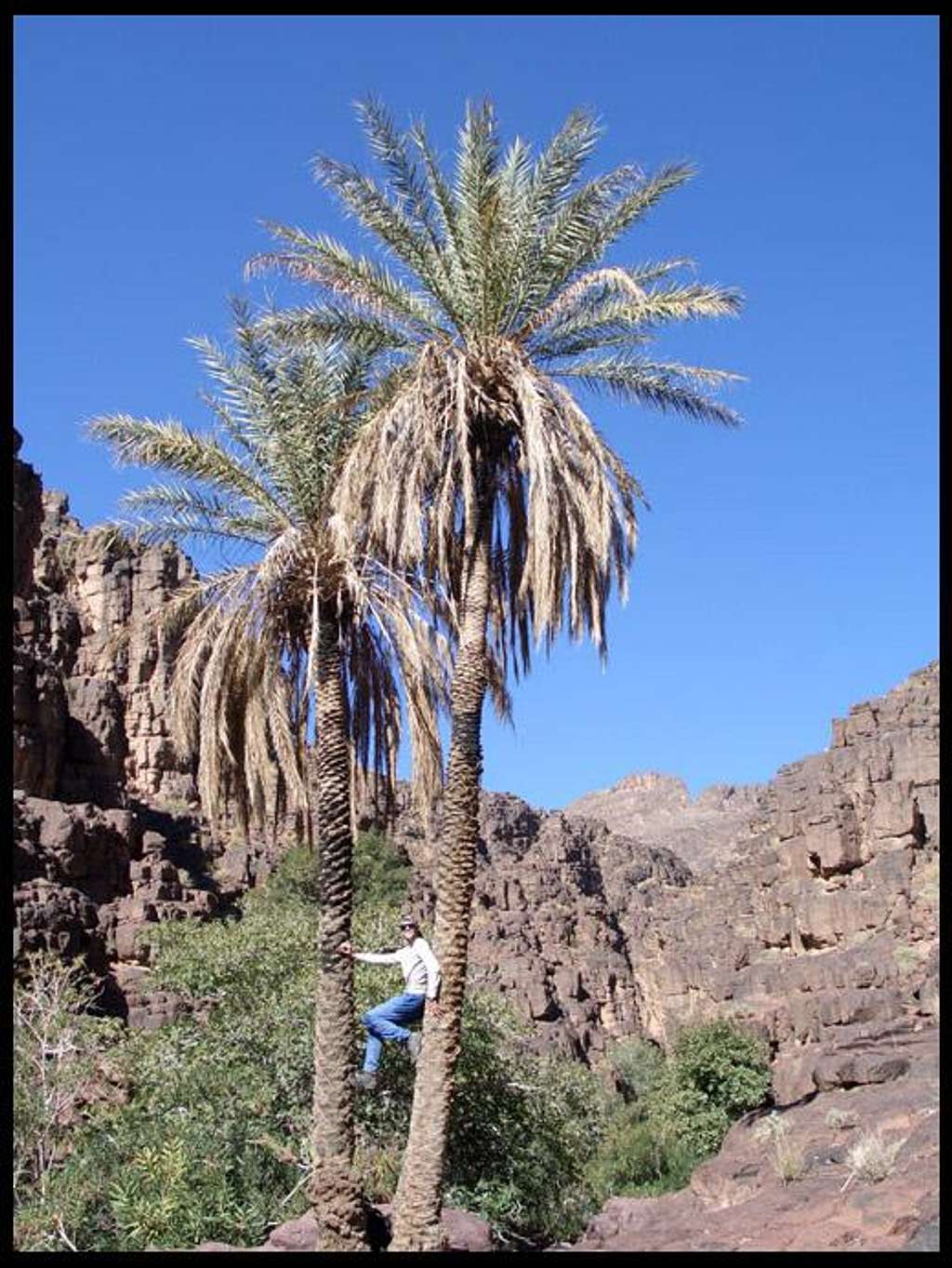 Palm tree climbing