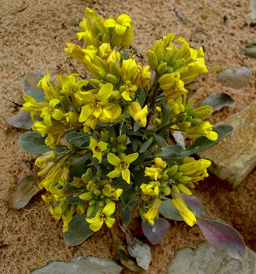 Bryce Canyon Flower