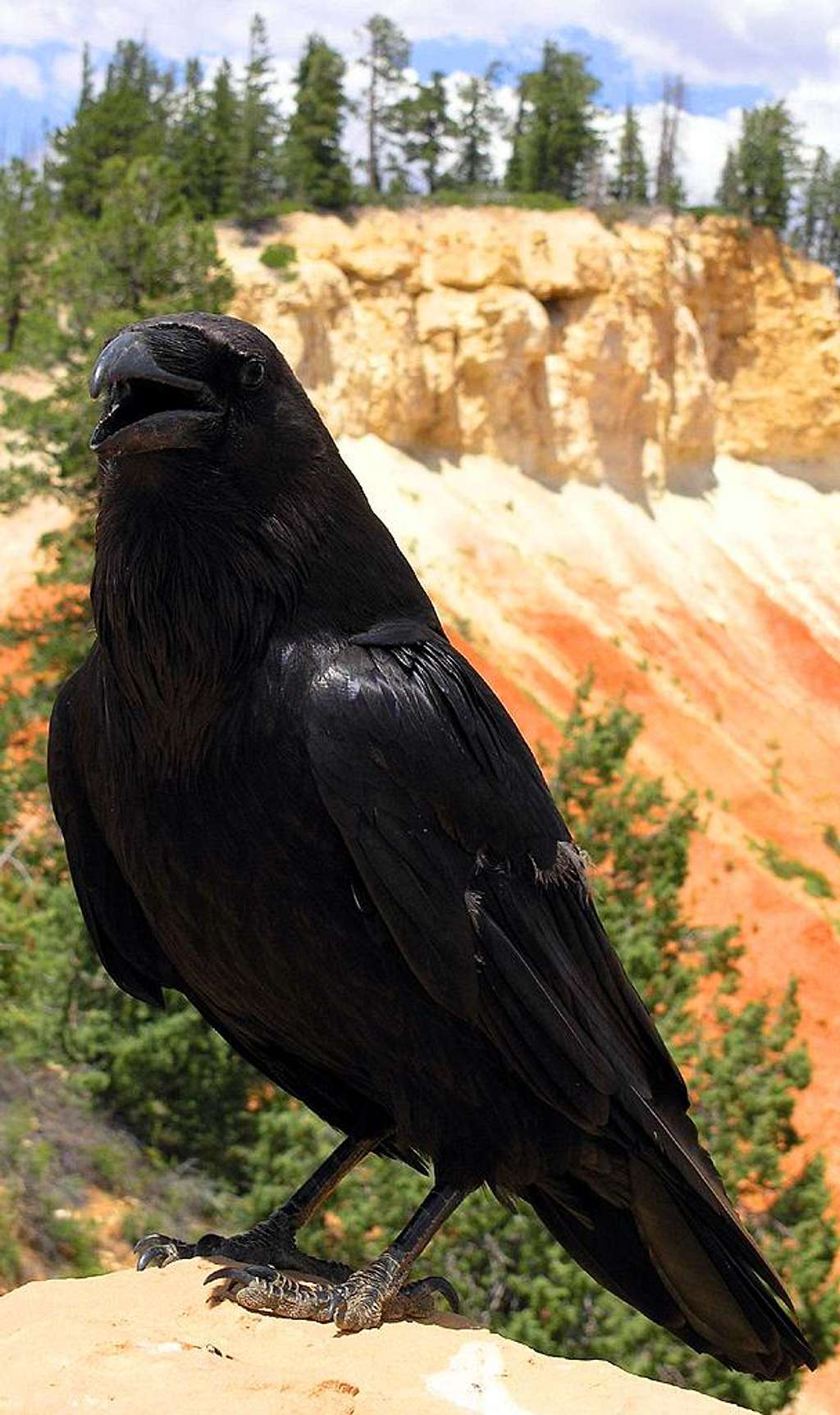 Bryce Canyon Raven