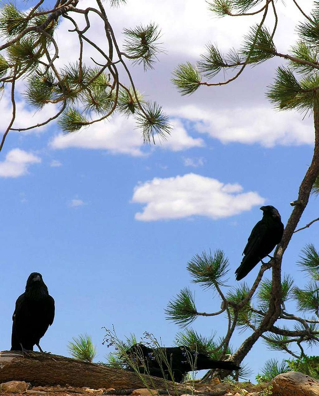 Ravens at Bryce Canyon