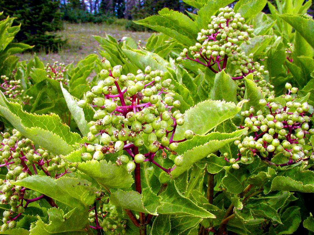 Cedar Breaks Flora