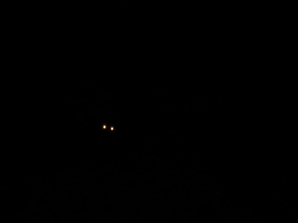 Fox in the Dark