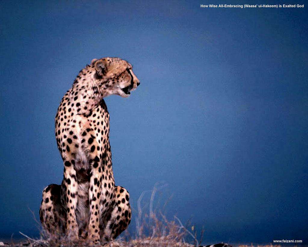 Persian Cheetah