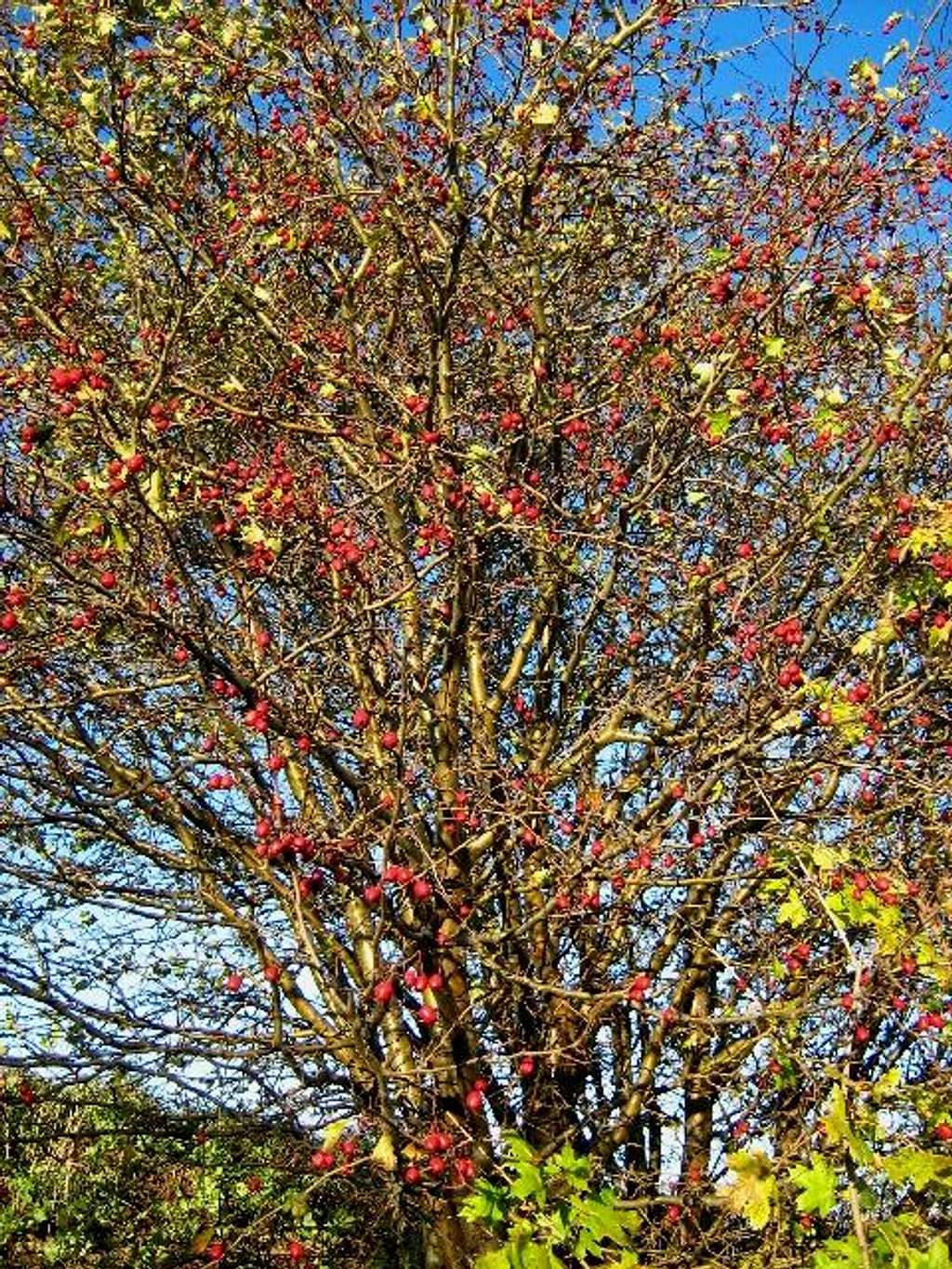 Common Hawthorn in late autumn
