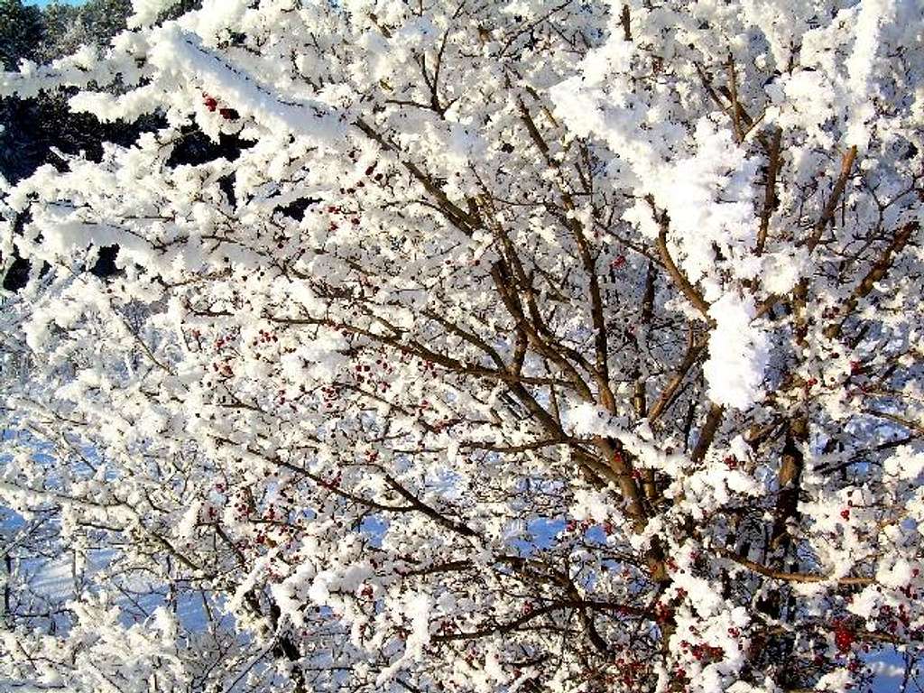 Common Hawthorn in winter