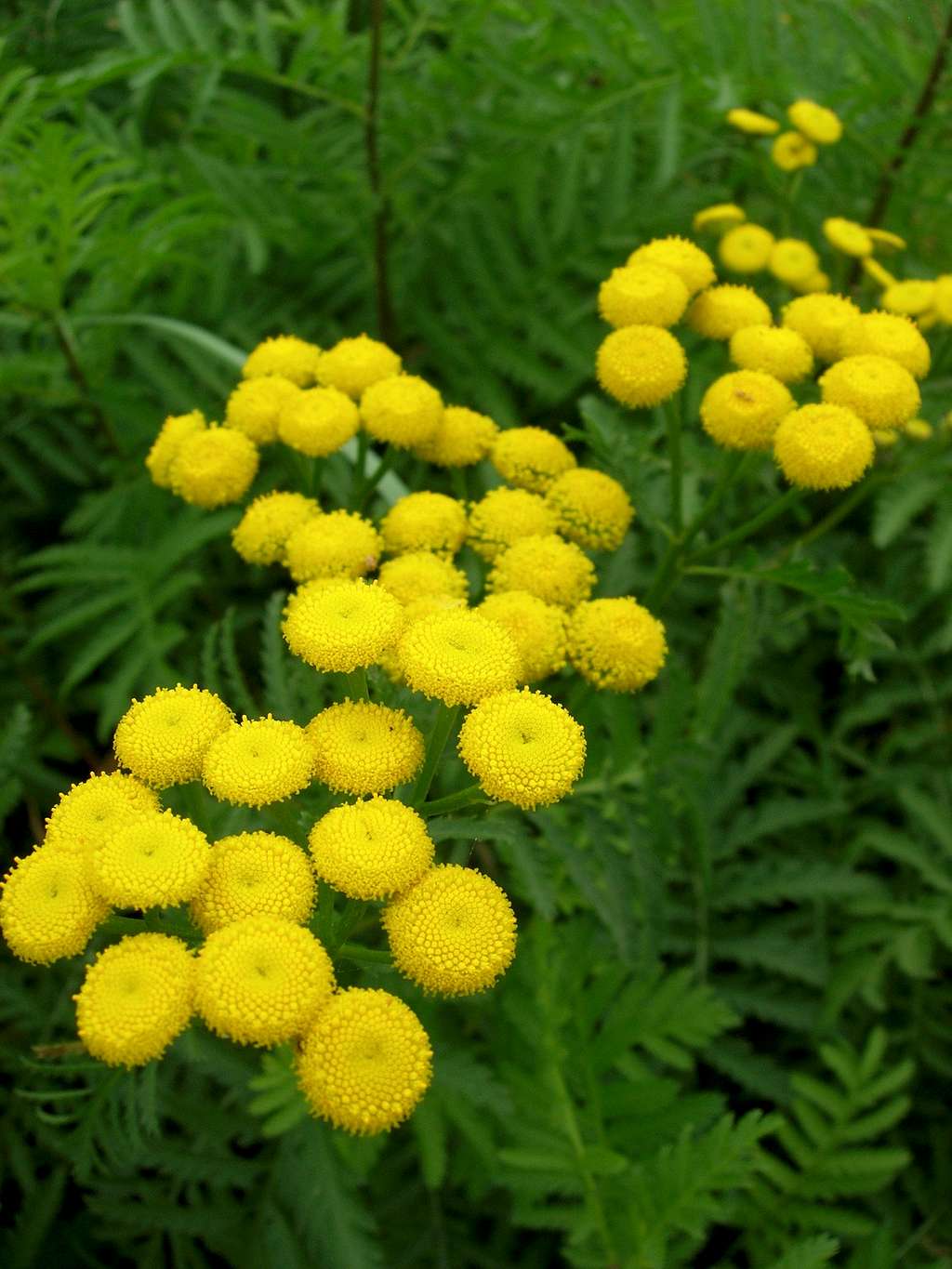 Tansy <b><i>Tanacetum vulgare