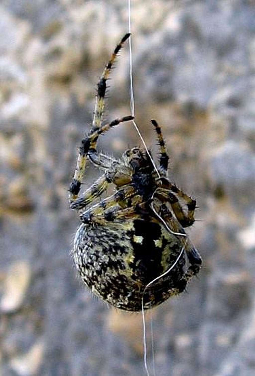 Spider