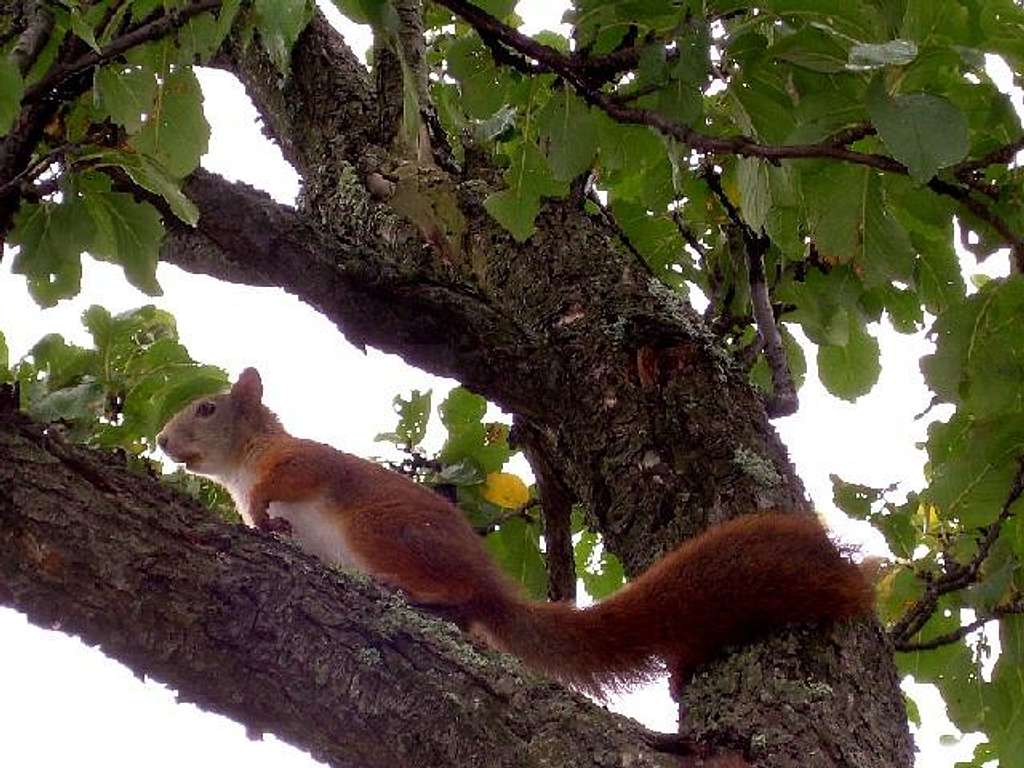 Red Squirrel