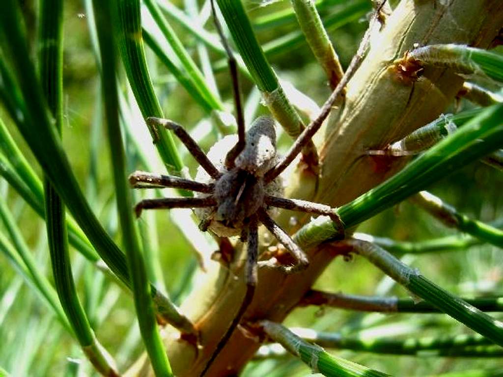 'Nursery Web Spider'
