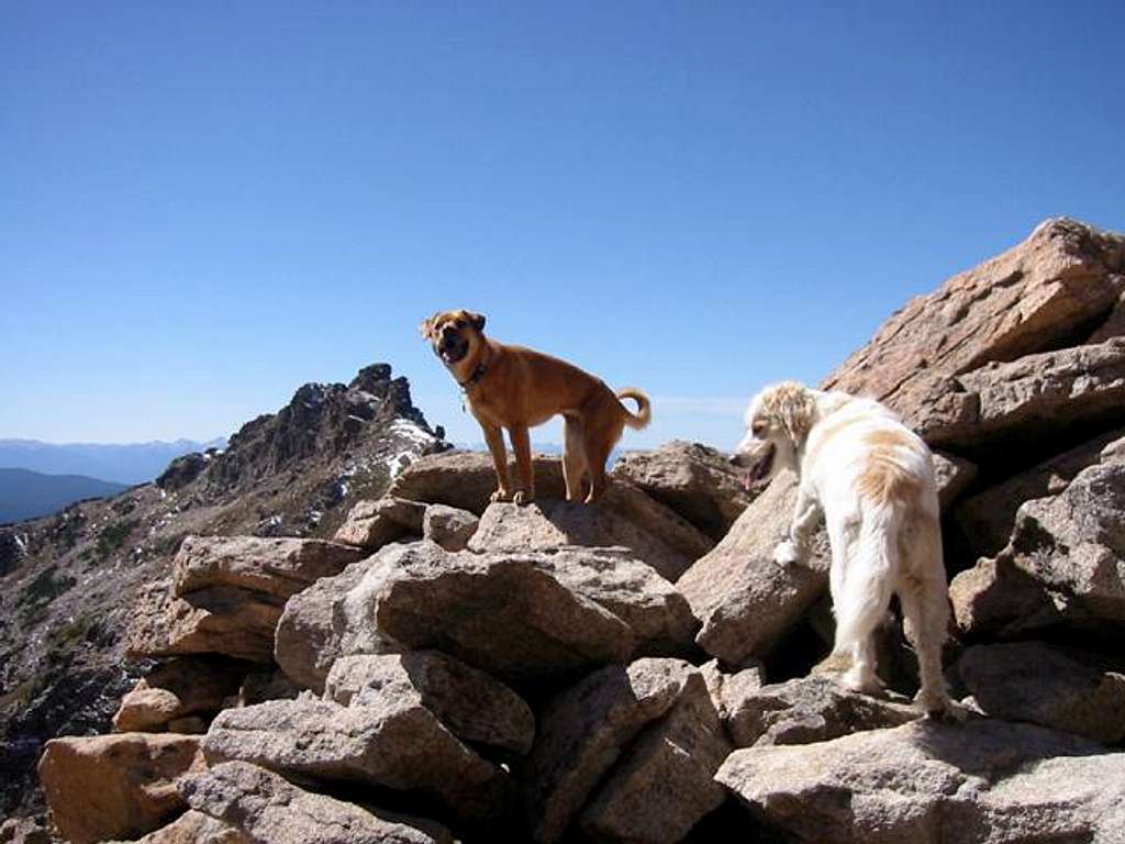 Dogs Raymond and Sopris on...