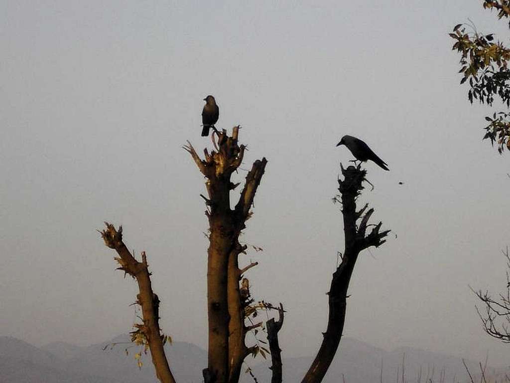 Crows waiting for summer
