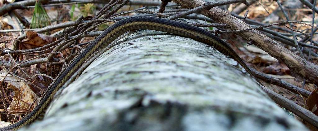 Snake traversing a log