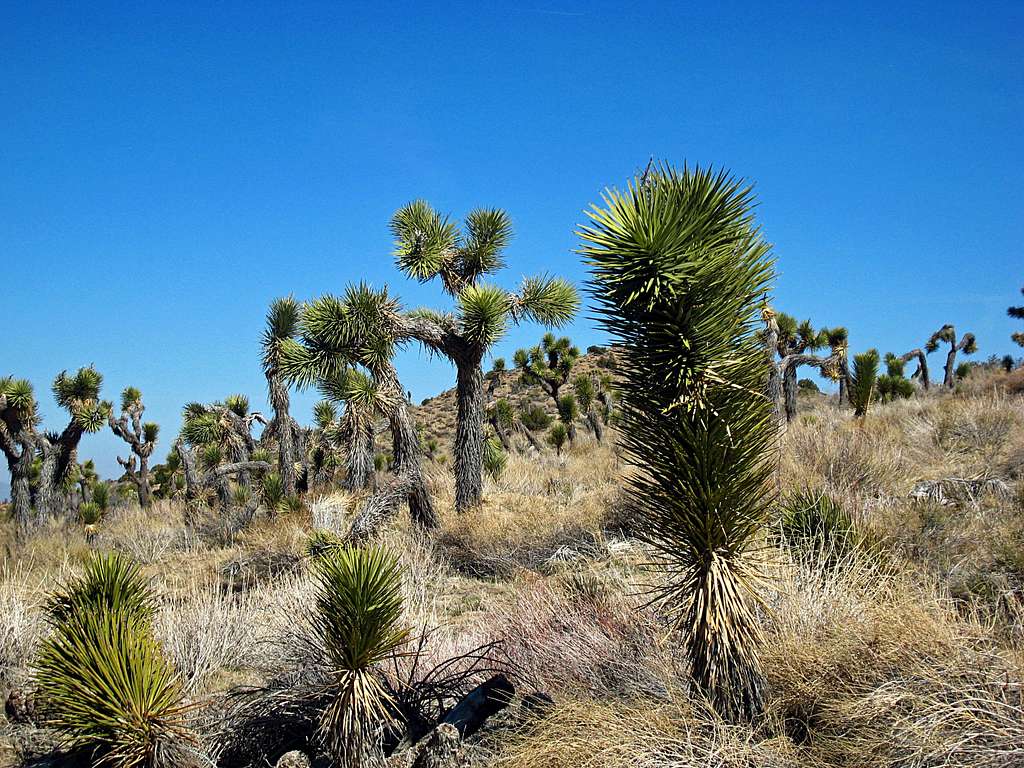 Joshua Trees