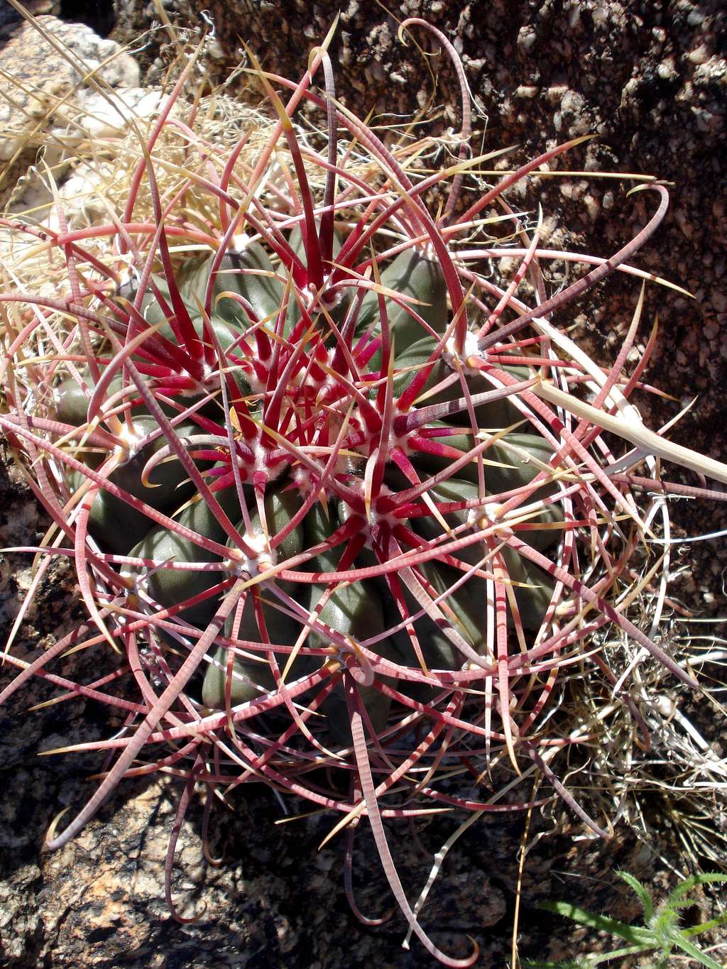 Barrel Cactus found on ascent of Rabbit Peak