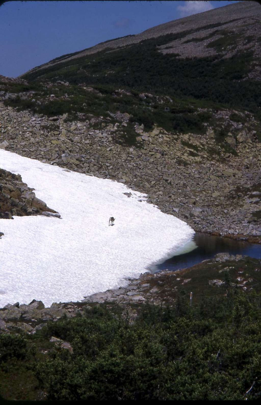 Caribou on a snowfield - Mont Jacques Cartier