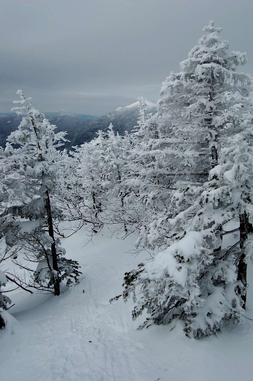 Mt. Colden's near-Summit Trees