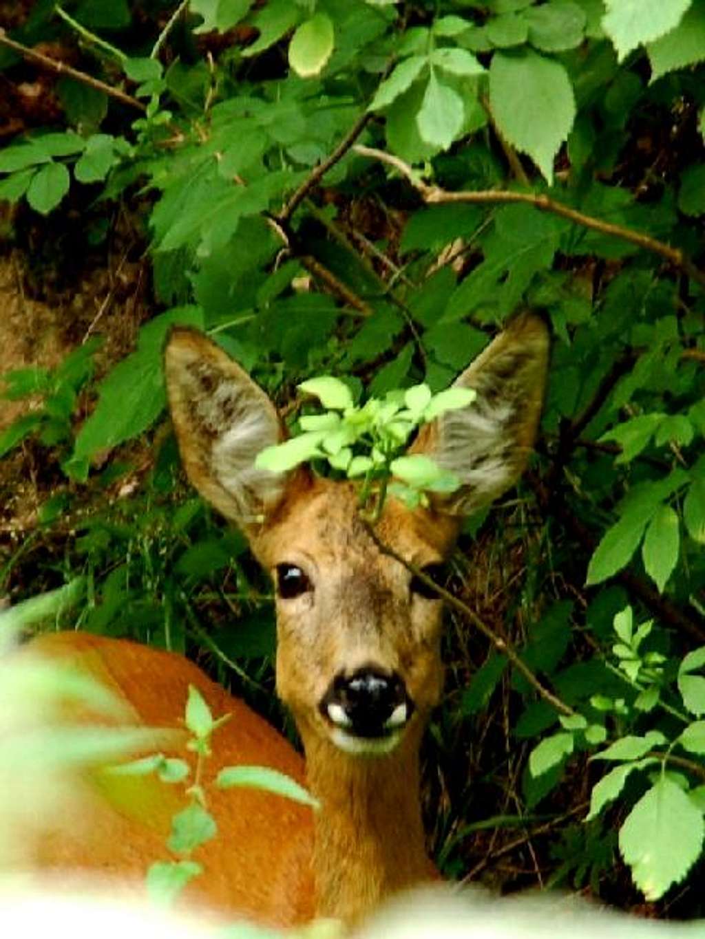 Female Roe Deer