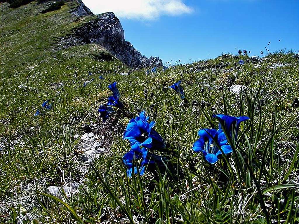 Gentians on the main Koschuta ridge