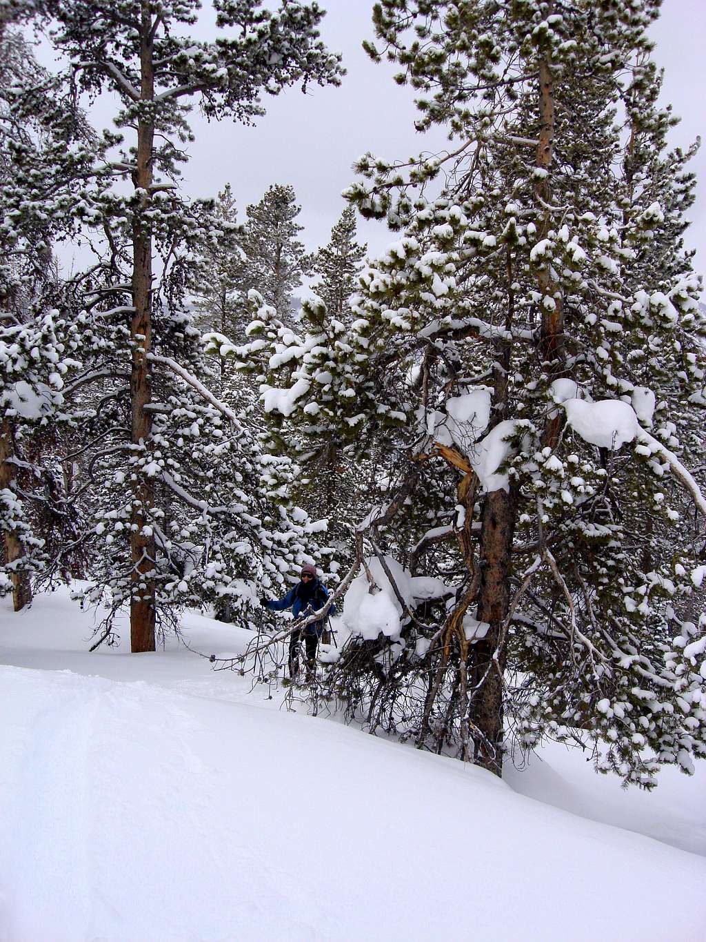 Open woods on the slopes above Broad Canyon