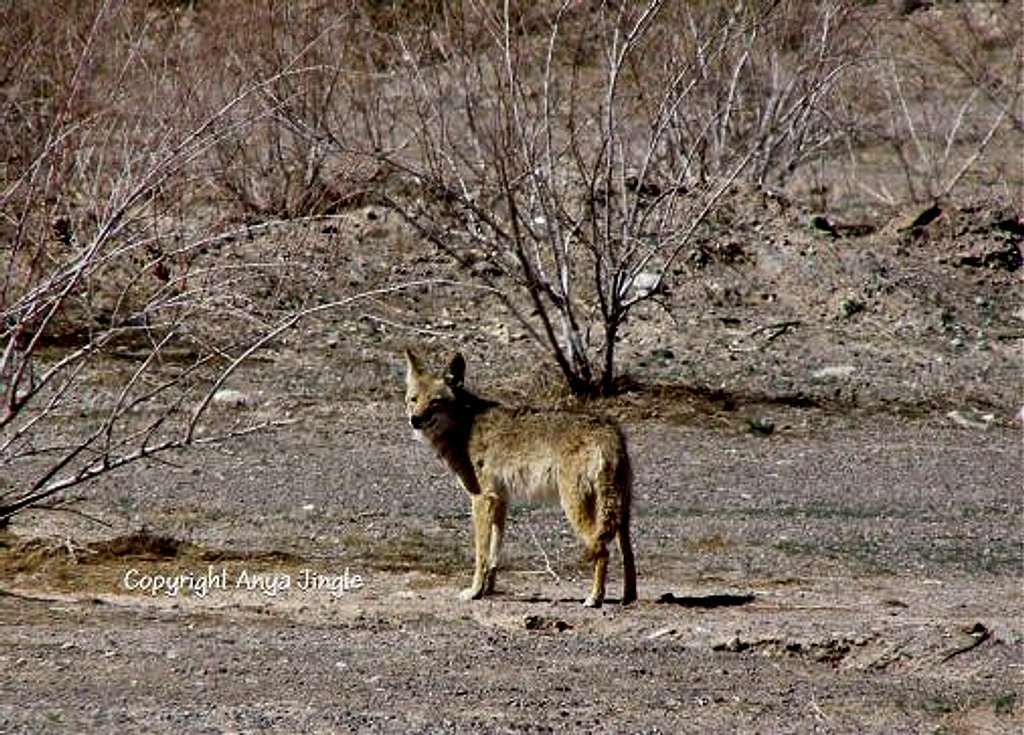 Nevada Coyote