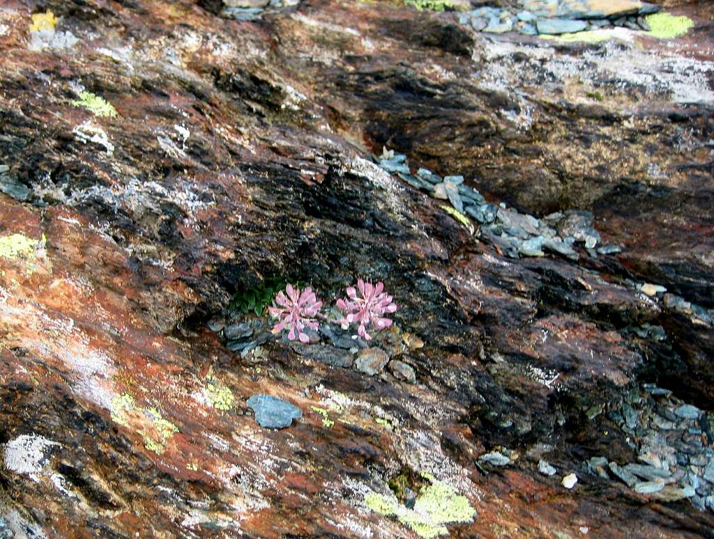Alpine Clover on colourful rock