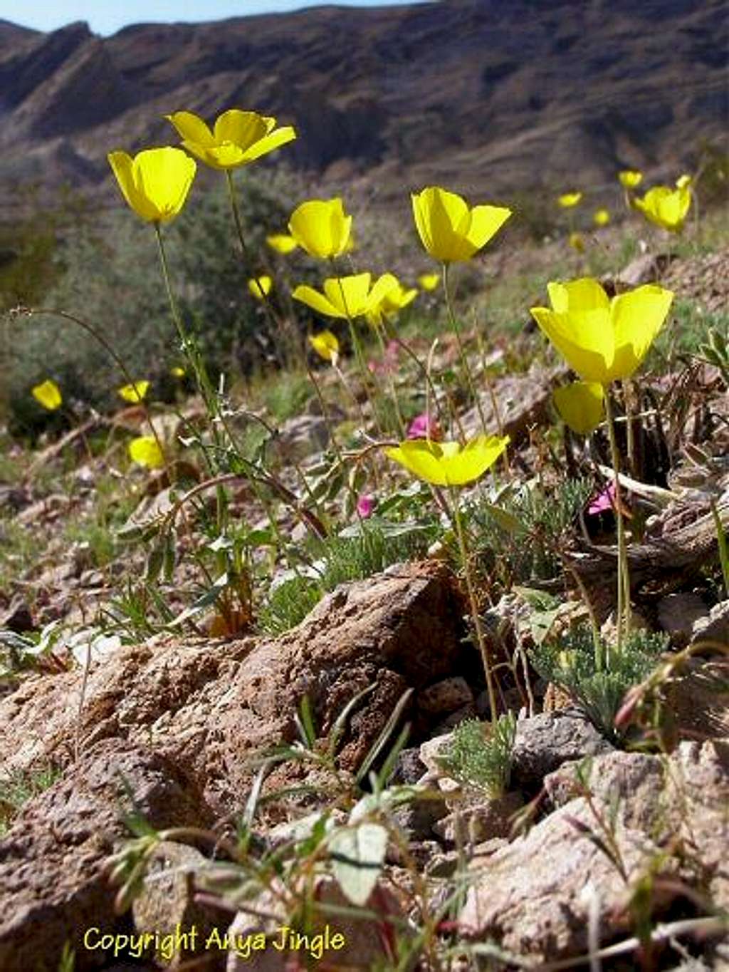 Mojave Gold Poppies