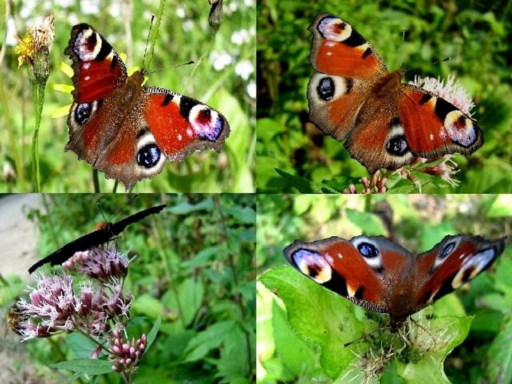 Peacock Butterfly Compilation