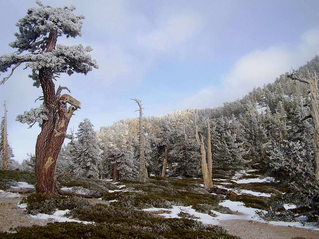 Above Manzanita Flats