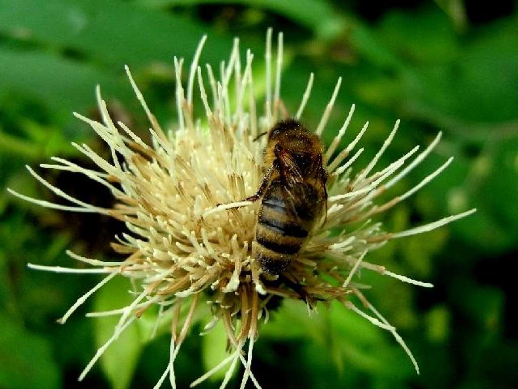 Bee on a flower of Cabbage Thistle