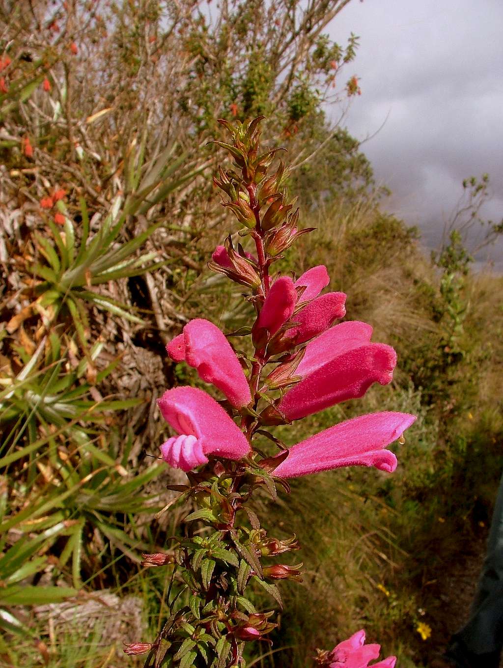 Cuicocha crater rim hike